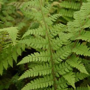 Polystichum setiferum ---